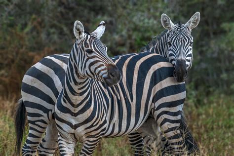 African Zebra Photography Gallery of Photos and Pictures | Photos by ...