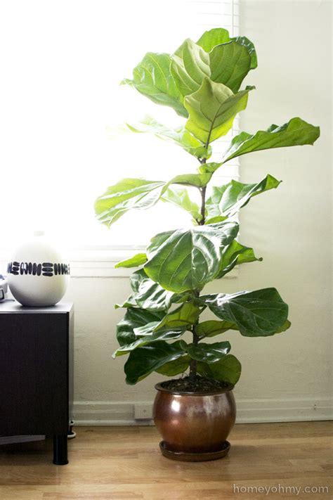 Fiddle Leaf Fig Tree Homey Oh My