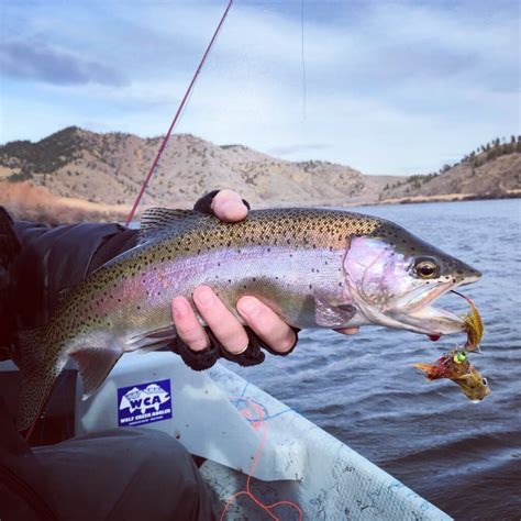 Long Awaited Missouri River Fishing Report - Wolf Creek Angler