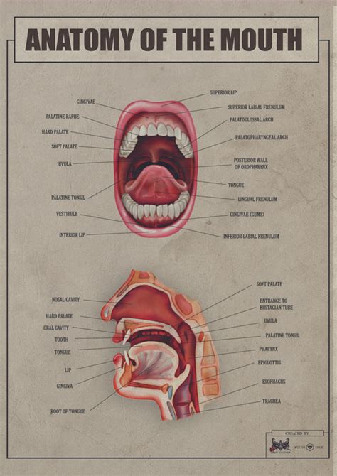 Anatomy of mouth 1 - United Kingdom