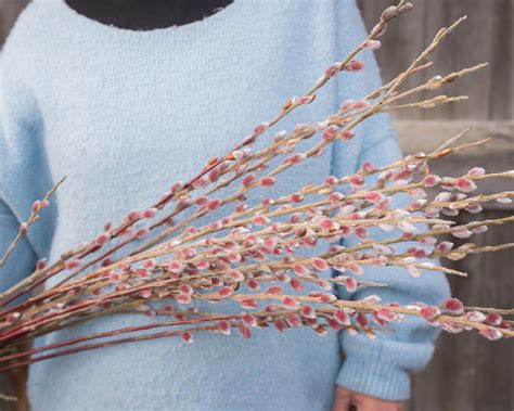Pink Pussy Willow Flower Farmer