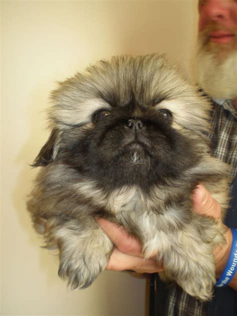 Pekingese Puppies Nottingham Nottinghamshire Pets4homes