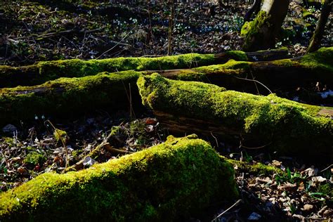 Bakgrundsbilder Landskap Tr D Natur Skog Sten Vildmark Gren