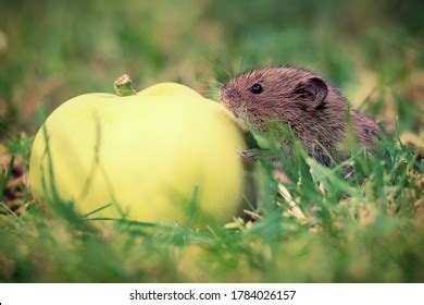 Common Mole Eating: Over 12 Royalty-Free Licensable Stock Photos ...