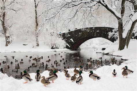 central park covered in snow photo | One Big Photo