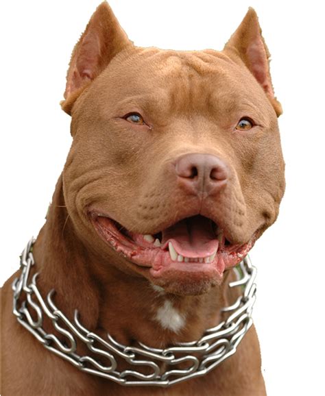 Congratulations The Png Image Has Been Downloaded Transparent Pitbull