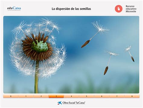 La dispersión de las semillas borigen