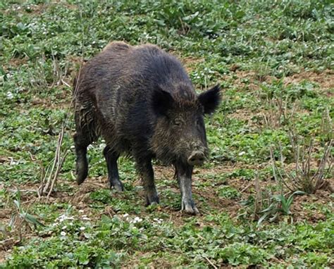 Agricoltori Contro Cinghiali Cacciamoli Anche Di Notte Agromagazine