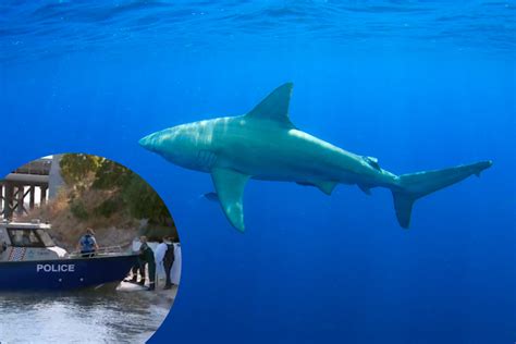 Bull Shark Expert Says WA Authorities Should Begin Tagging In Swan River