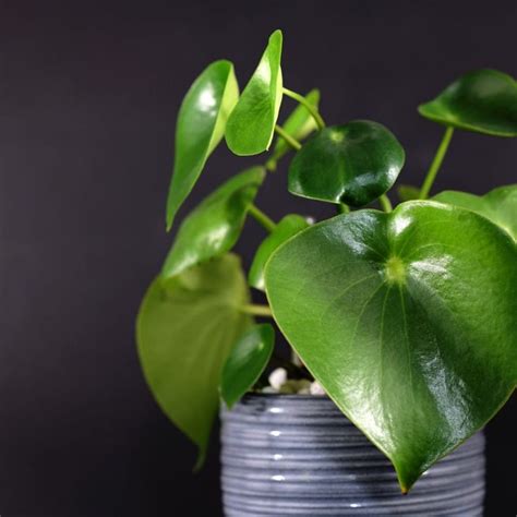 A Potted Plant With Green Leaves In It On A Gray Table Top Next To A