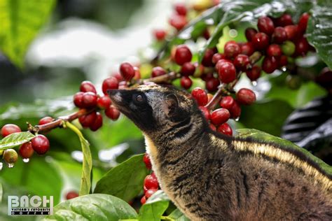 Kopi Luwak _ Weasel coffee