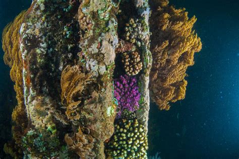 Scuba Diving in Ships’ Graveyard, Indonesia - Dive Site - Divebooker.com