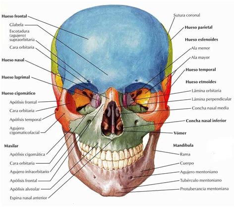 Craneo Vista Frontal Skull Anatomy Craniosacral Therapy Medical