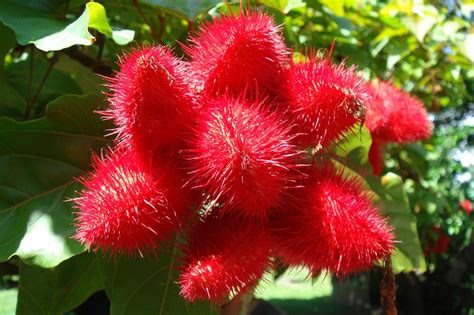 Annatto Lipstick Tree Bixa Orellana 20 Seeds Free Us Etsy