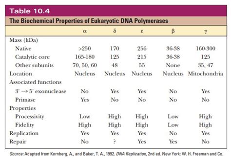 Eukaryotic Dna Replication 16900 Hot Sex Picture