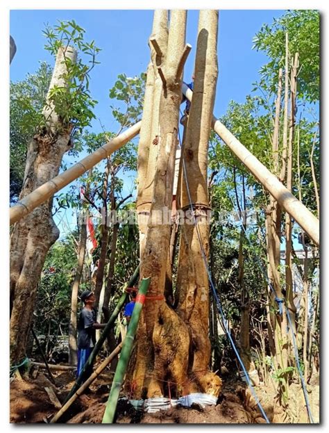 Pohon Pule Jual Pohon Besar Dan Langka Murah Garansi Hidup Tahun