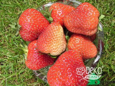 Земляника садовая Флоренс - Земляника садовая - Саженцы роз, ягодных ...