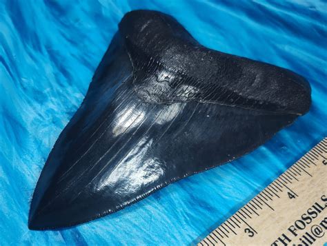 Pristine Museum Quality Megalodon Shark Tooth · L1: 5.80 L2: 5.53 ...