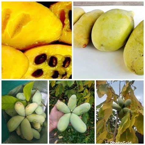 Best Rare Pawpaw Asimina Triloba Fruit Tree Seedlings Native Fruit That Taste Like The