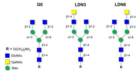 Glycan Binding Specificity Of Lsespecificity Of Lsectin Cleg4g Is