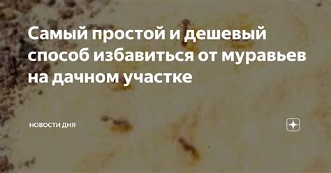 Самый простой и дешевый способ избавиться от муравьев на дачном участке ...
