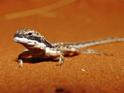 Great Sandy Desert - Australia's physical environment