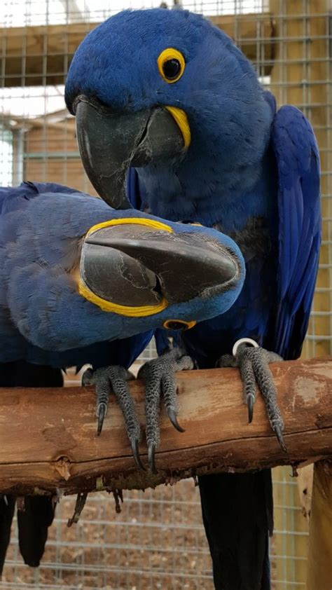 The Worlds Largest Flying Parrot The Hyacinth Macaw Animal