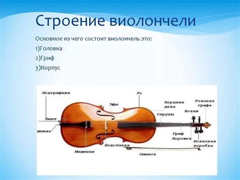 Виолончель, устройство инструмента и его виды | Music IQ | Дзен