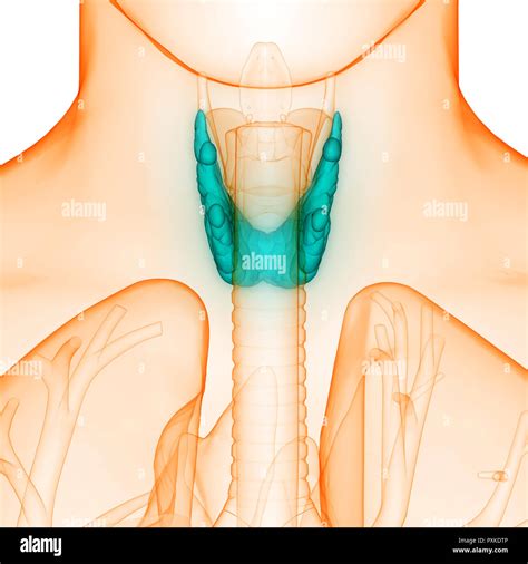 Human Glands Thyroid Gland Anatomy Stock Photo Alamy