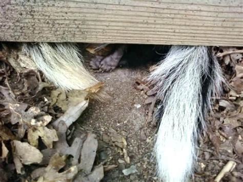 Skunk Removal & Control - Precision Wildlife Removal Michigan