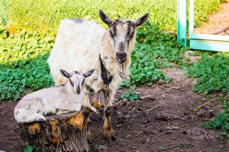 Cabra cabra pequena no jardim da fazenda criação de cabras raças