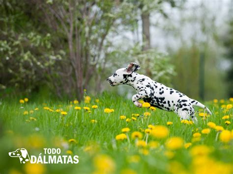 Salud en los Dálmatas Todo lo que DEBES saber 2024