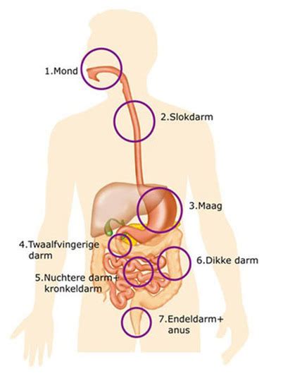 De Spijsverteringsorganen De Spijsvertering Lespakket