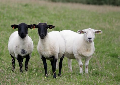 Advice on the prevention of sheep scab | Farming Life