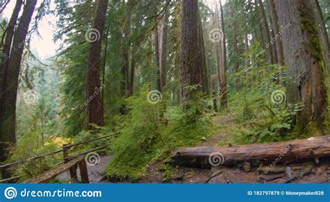 We Walk Through The Beautiful Forest Stock Image Image Of Travel