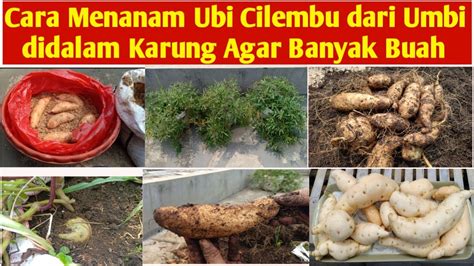 Tanpa Kebun Menanam Ubi Jalar Cilembu Dalam Karung Agar Banyak Buah