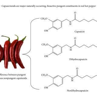 The structure of the capsaicinoids. | Download Scientific Diagram