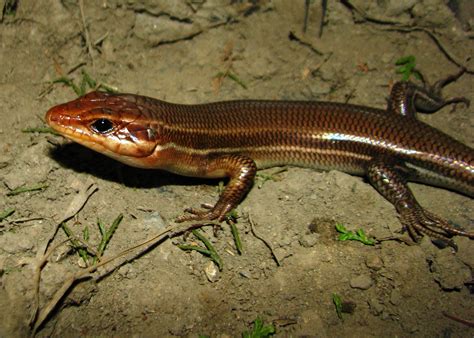 Pa Herp Identification Broadhead Skink