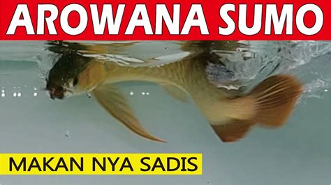 Arowana Super Red Sumo Nafsu Makan Nya Luar Biasa Youtube