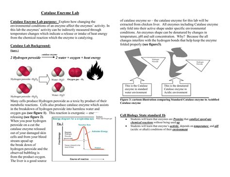 Catalase Enzyme Lab