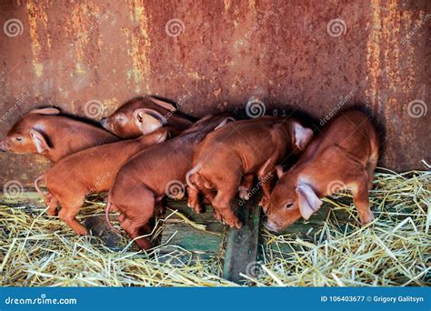 A Large Red Pig Of The Duroc Breed Feeds Piglets The Concept Of Happy