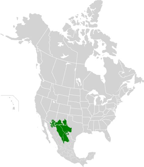 Chihuahuan Desert - Wikipedia