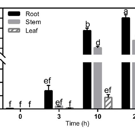 Cd Concentration In Root Stem And Leaf Tissues Of Ma Gy62 Seedlings