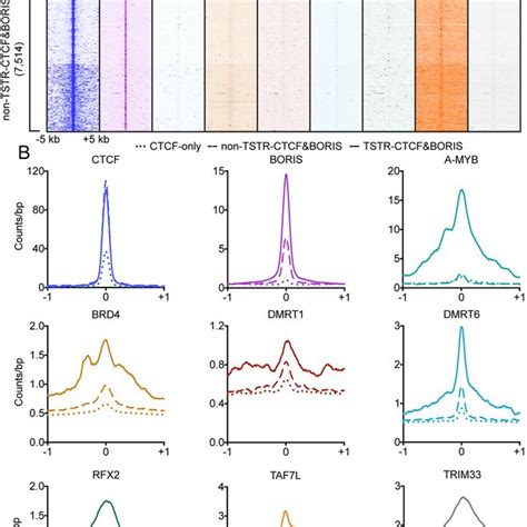 Analysis Of Physical Interactions Of Ctcf And Boris With Brd4 And Rfx2 Download Scientific