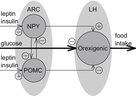 Hypothalamic Neurocircuits Of Appetite Regulation Orexigenic Neurons