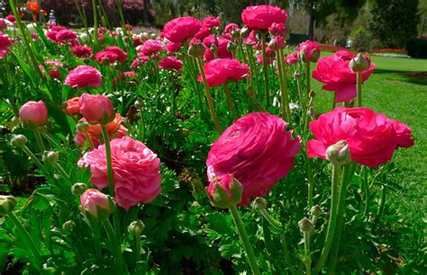 Ранункулюс | Rose seeds, Persian buttercup, Flowers perennials