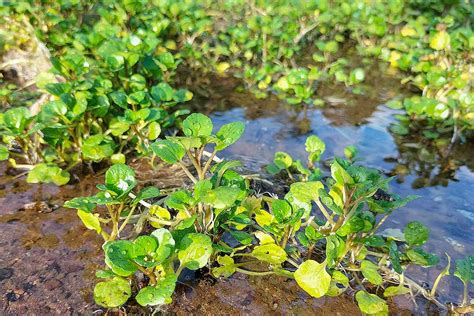 How To Plant And Grow Watercress Gardeners Path