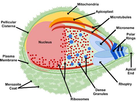 Biology – Phylum – Protozoa | askIITians