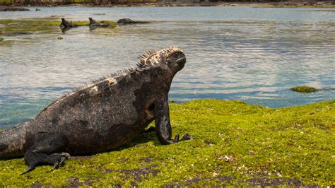 The allure of the Galapagos Islands | The Week