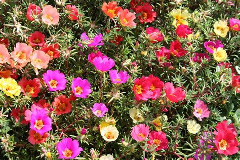 Портулак Фото Цветов – Telegraph